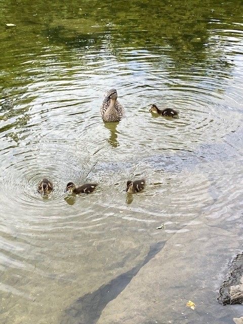 Entenfamilie im Seebachbad