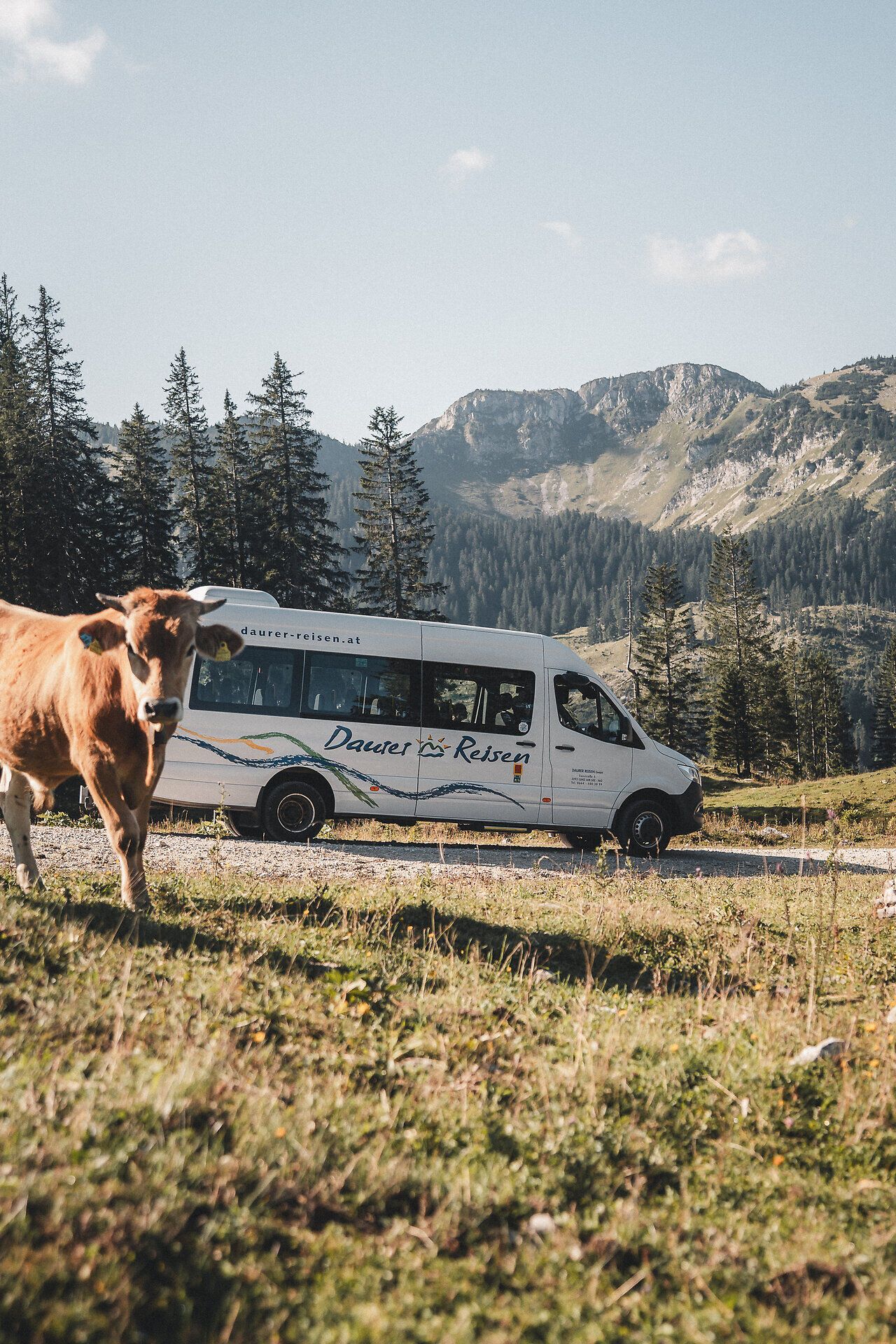 Wandertaxi auf der Schwarzalm mit Kuh im Vordergrund.