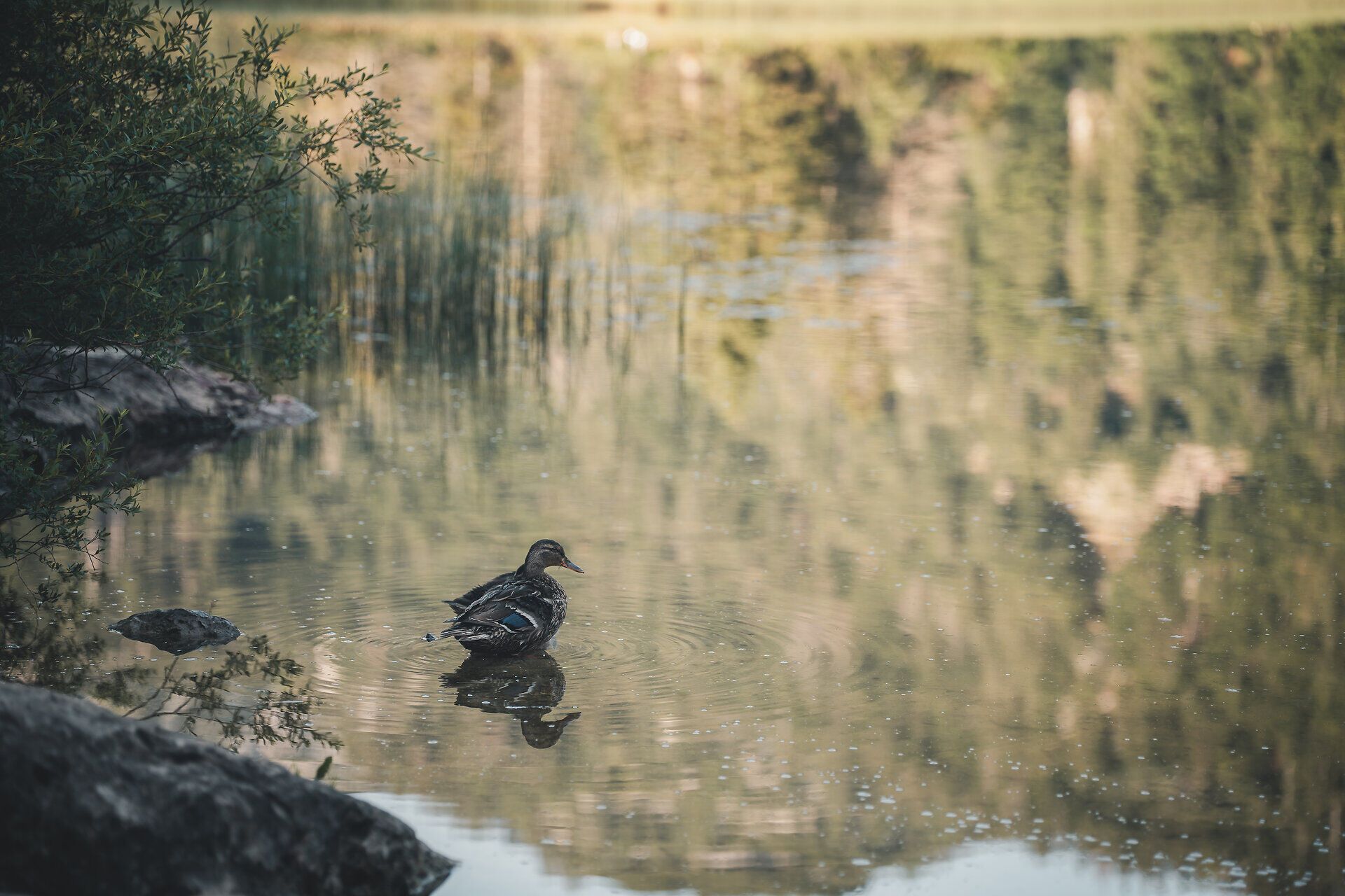 Ente schwimmt in Gewässer nähe der Herrenalm in den Ybbstaler Alpen. 