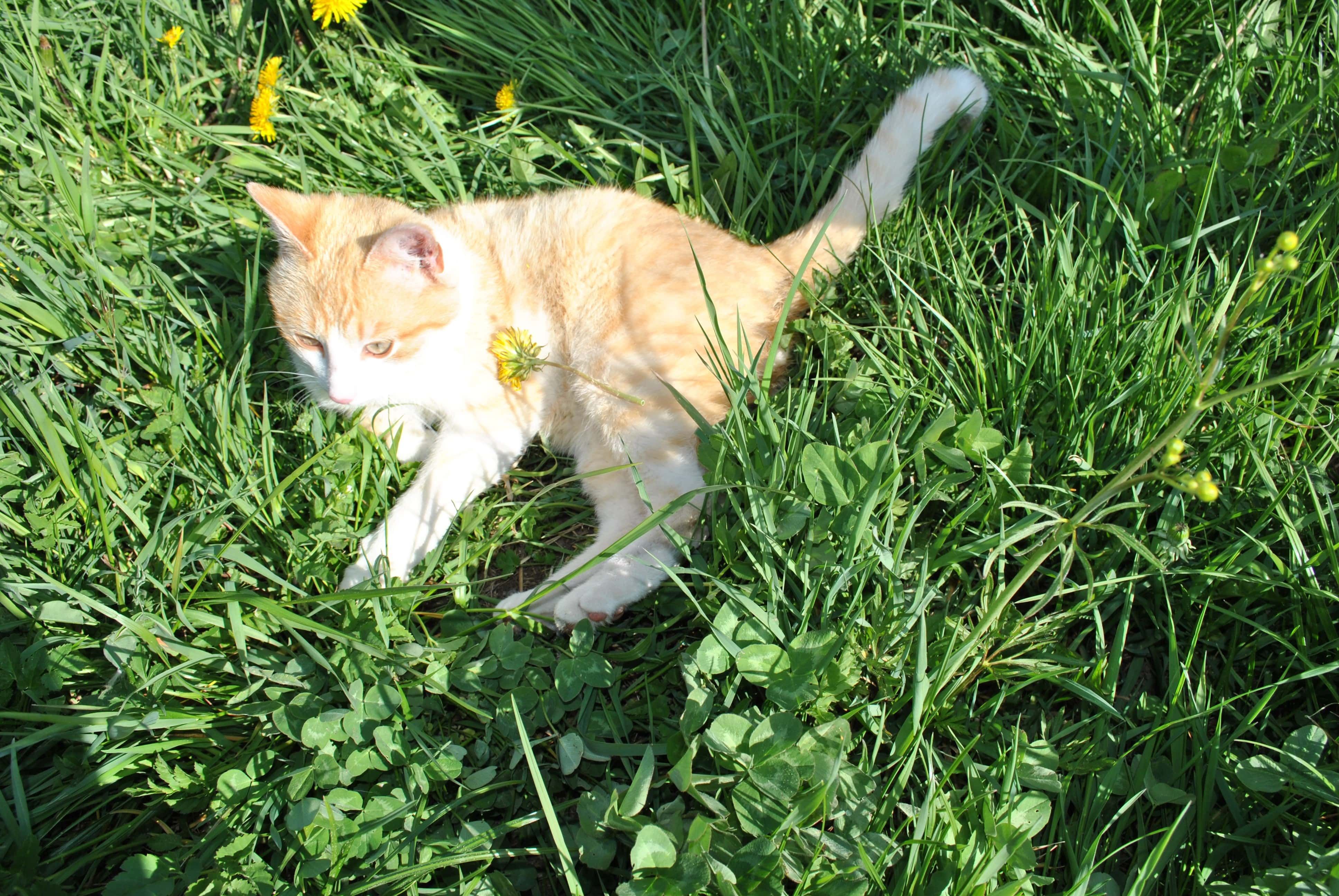 Kater Pauli