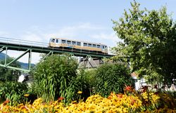 Die goldene Citybahn fährt über ein Viadukt. Im Vordergrund sind gelbe Blumen.