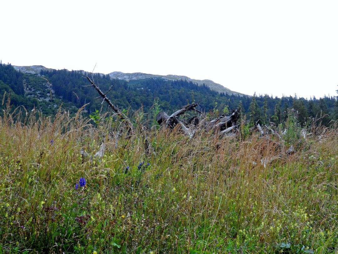 Naturpark Ötscher-Tormäuer