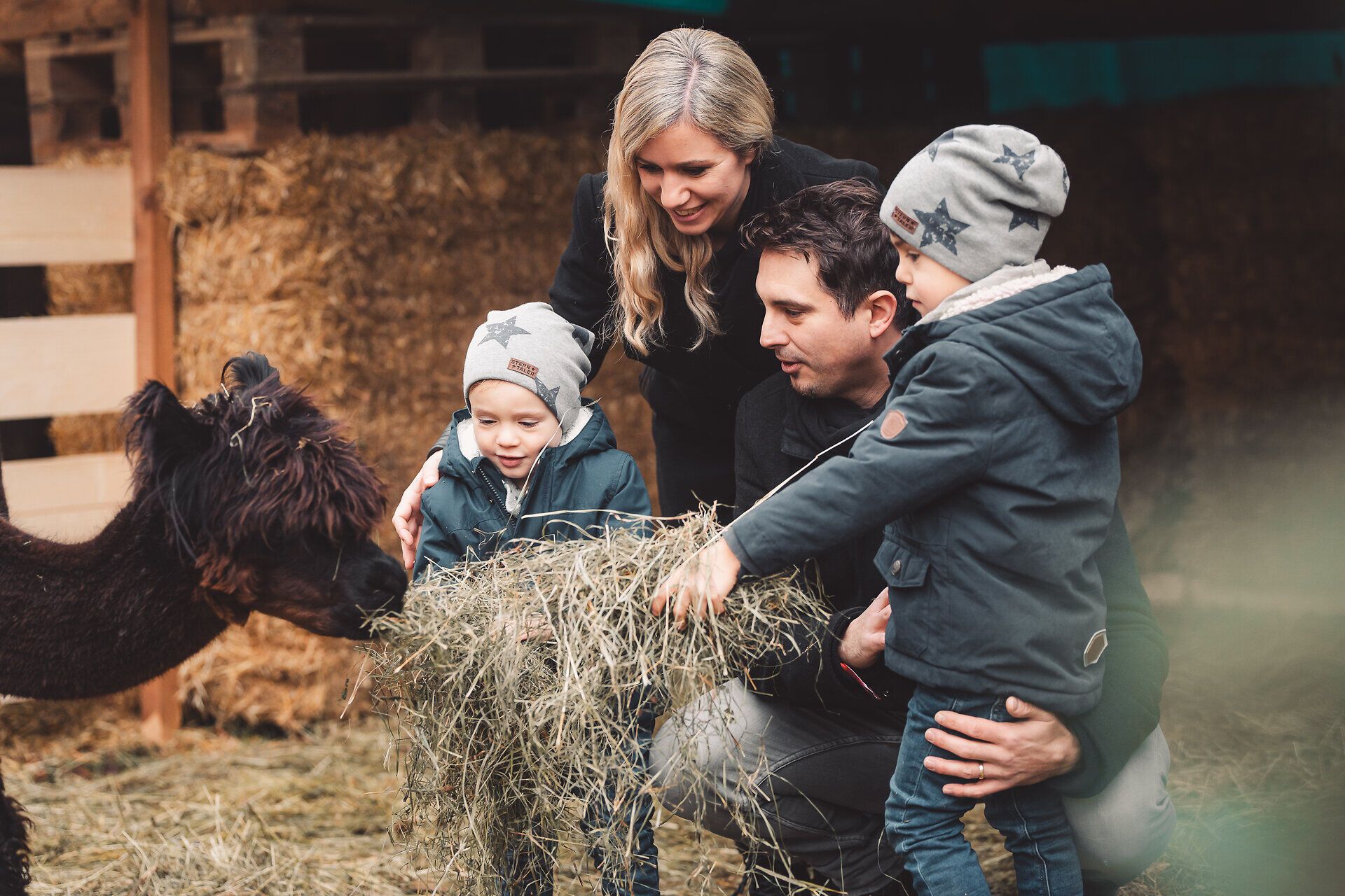 Familie füttert Alpaka mit Heu auf dem Adventmarkt in Ybbsitz.