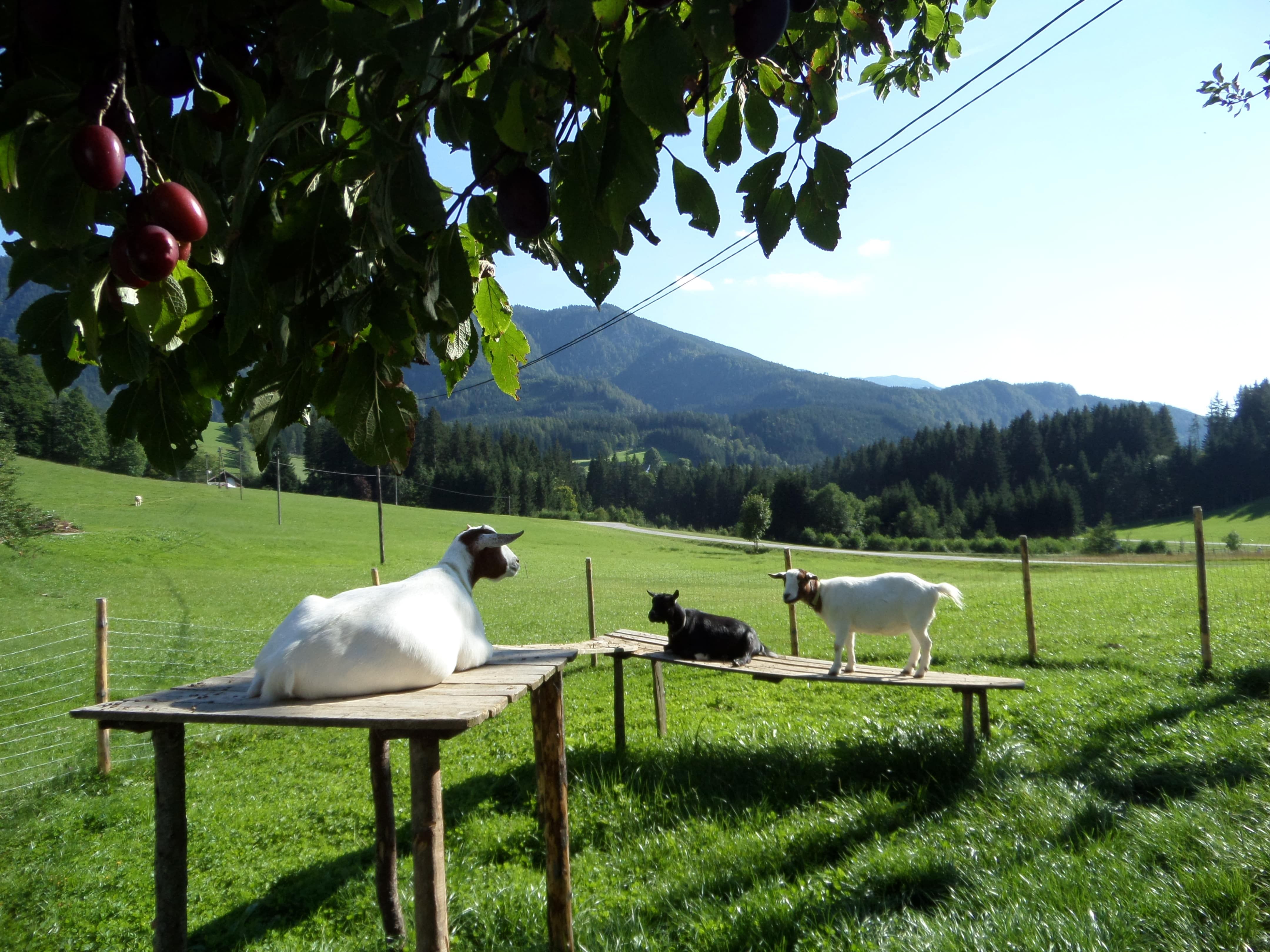 Unsere Ziegen genießen den Sonnenschein.