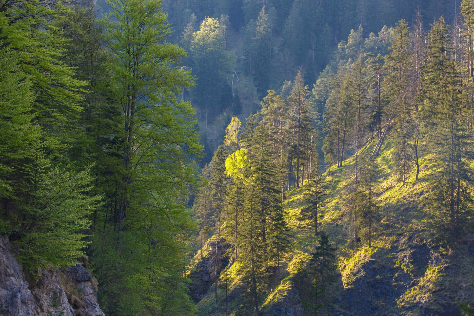 Inmitten der majestätischen Berge entfaltet sich ein zauberhaftes Spiel von Licht und Schatten. Die frischen, grünen Blätter der Bäume strahlen im Sonnenlicht und laden Wanderer ein, die unberührte Natur zu erkunden. Hier, wo die Stille der Wälder mit dem sanften Rauschen des Baches harmoniert, findet jeder Besucher einen Ort der Ruhe und Erholung.
