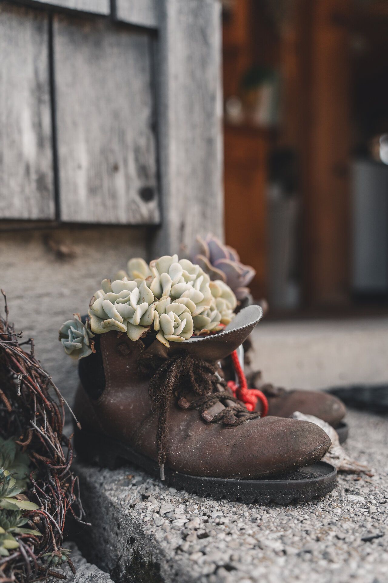 Detailaufnahme eines alten Wanderschuhes mit Pflanze.