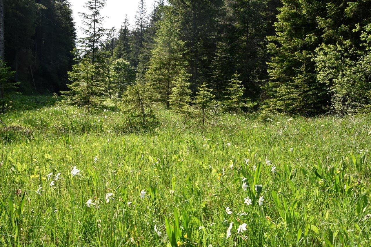 Schauwiese Promau bei Hollenstein an der Ybbs