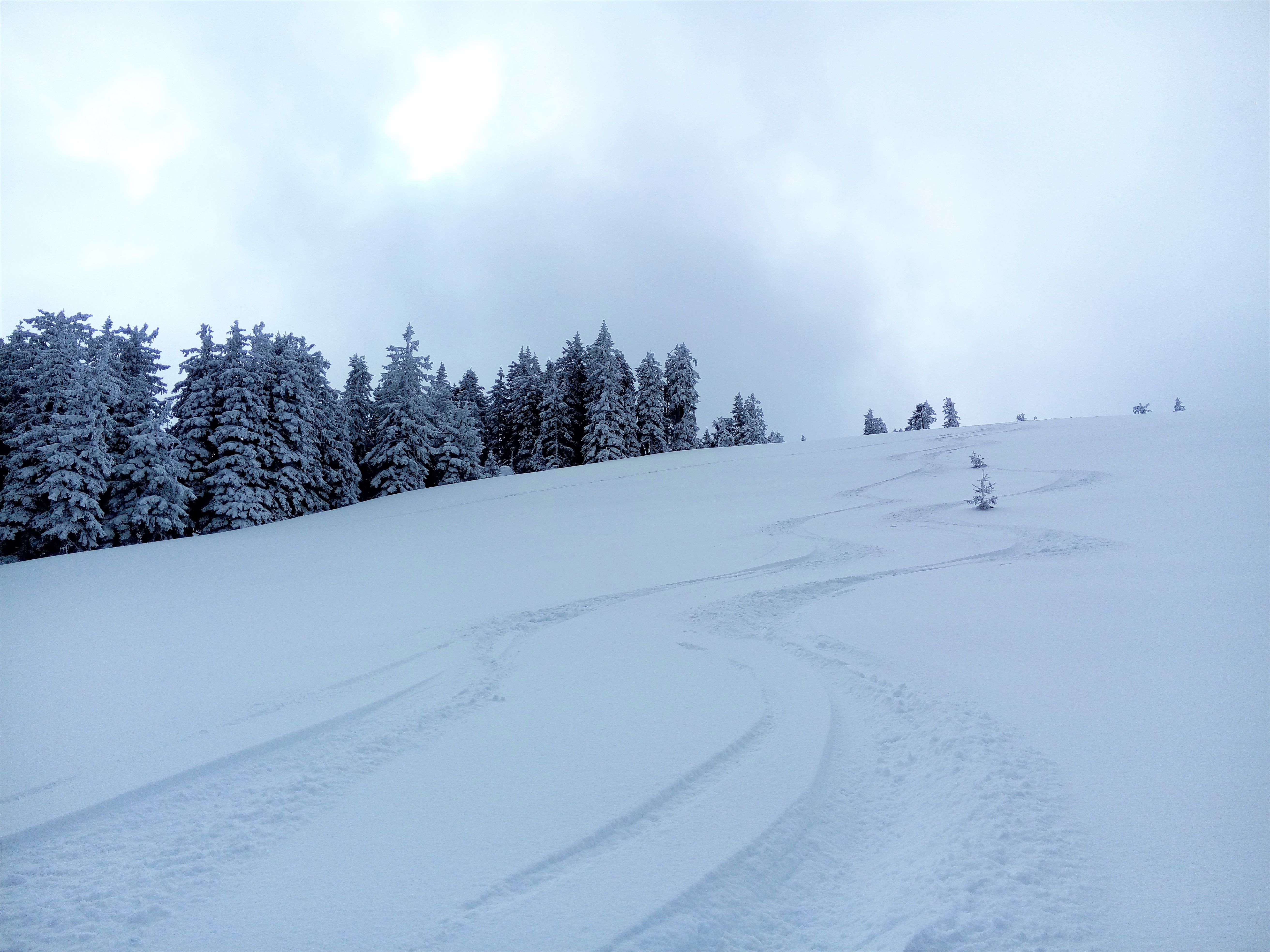 Frische Spuren im Powder