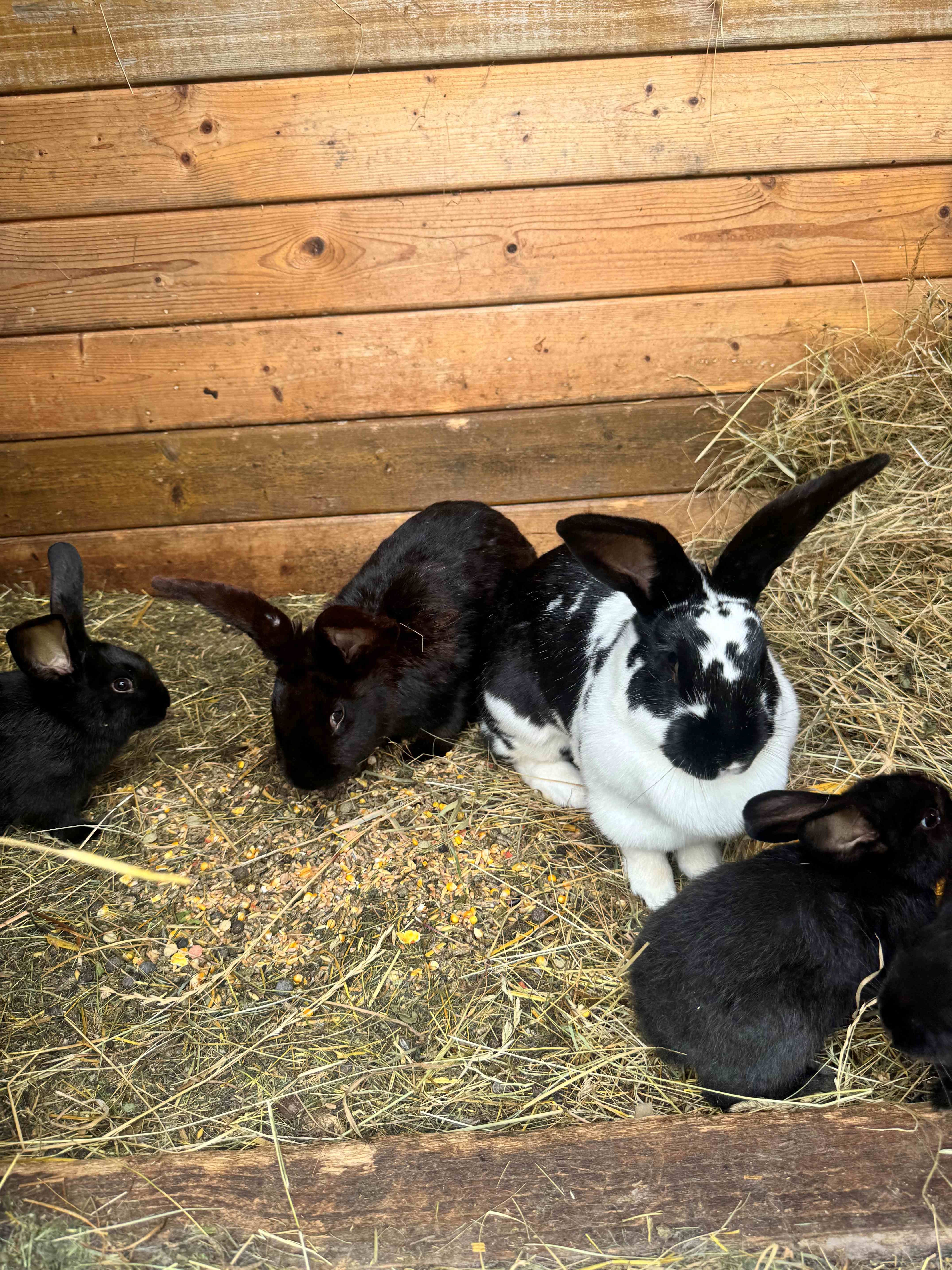 Kaninchen im Stall mit Heu und Futter.