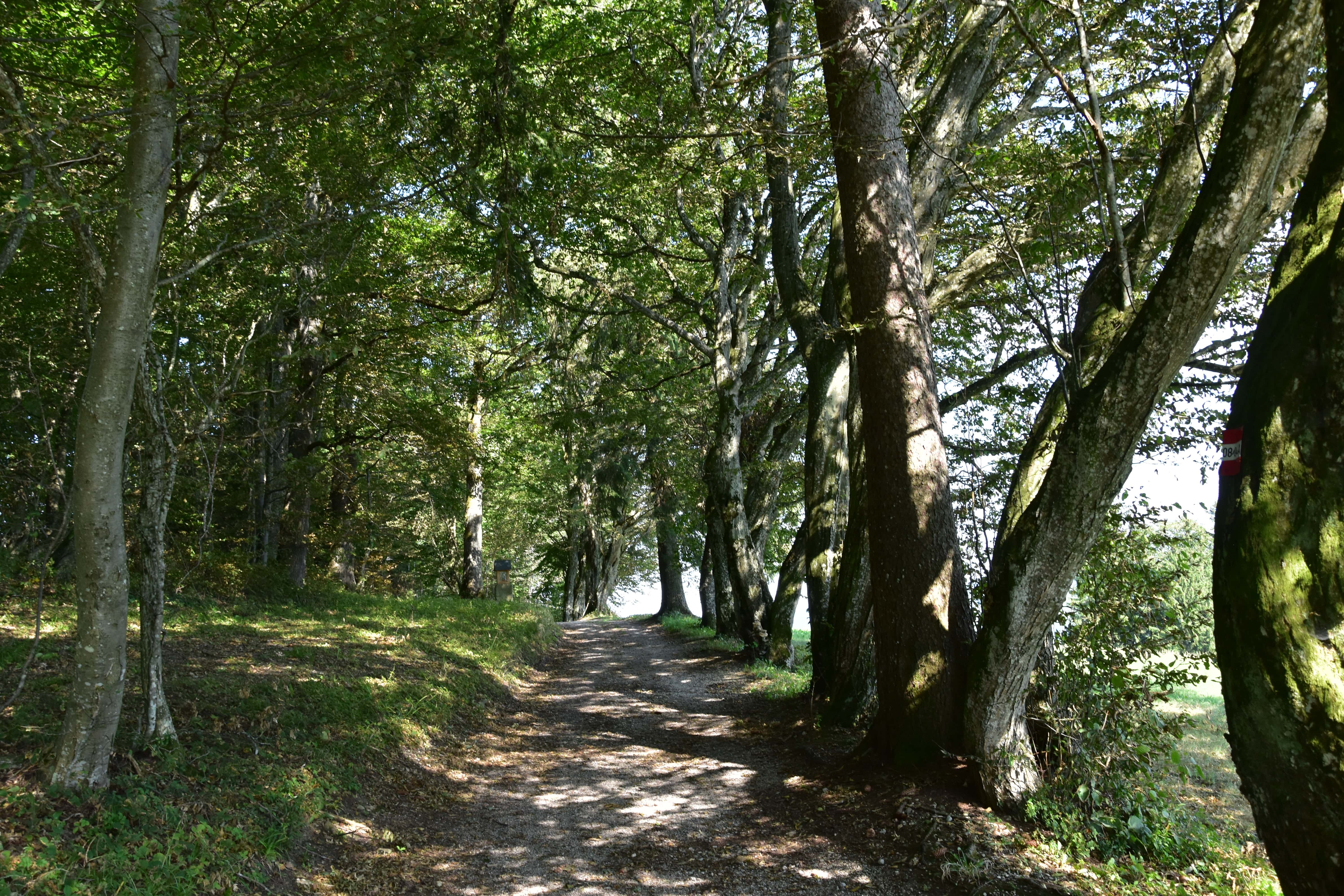 Das Sandlehen im Sommer
