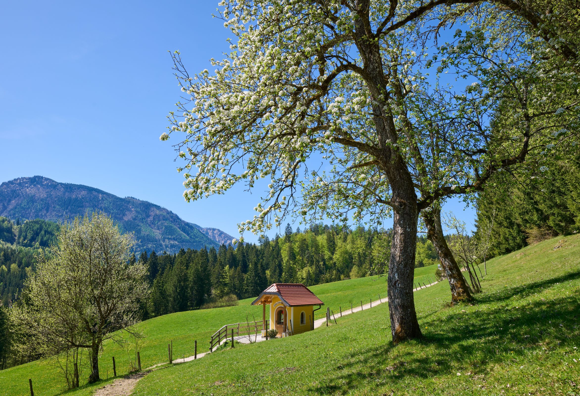 Eine kleine Kapelle steht auf einer grünen Wiese, umgeben von blühenden Bäumen und Bergen im Hintergrund.