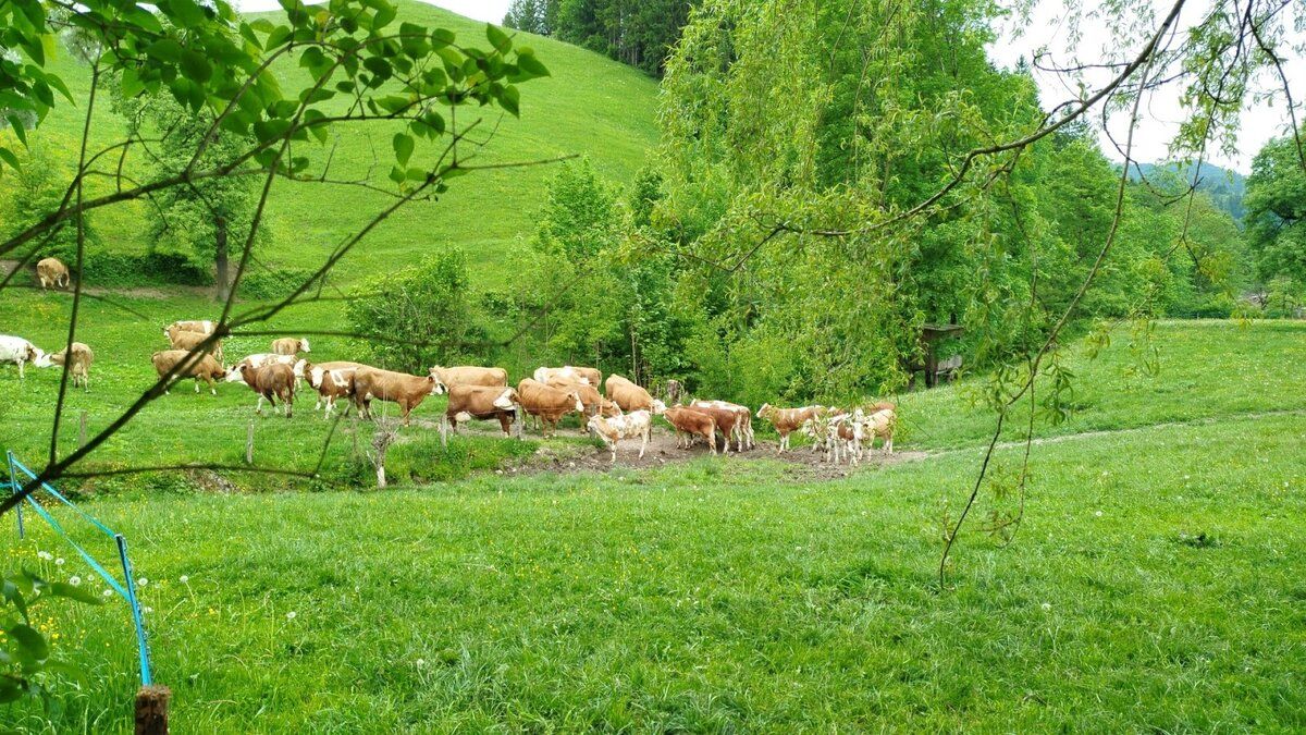 Urlaub am Bauernhof-Oberrehau