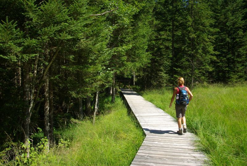 Eine Person wandert auf einem Holzsteg durch ein grünes Hochmoor, umgeben von Bäumen.