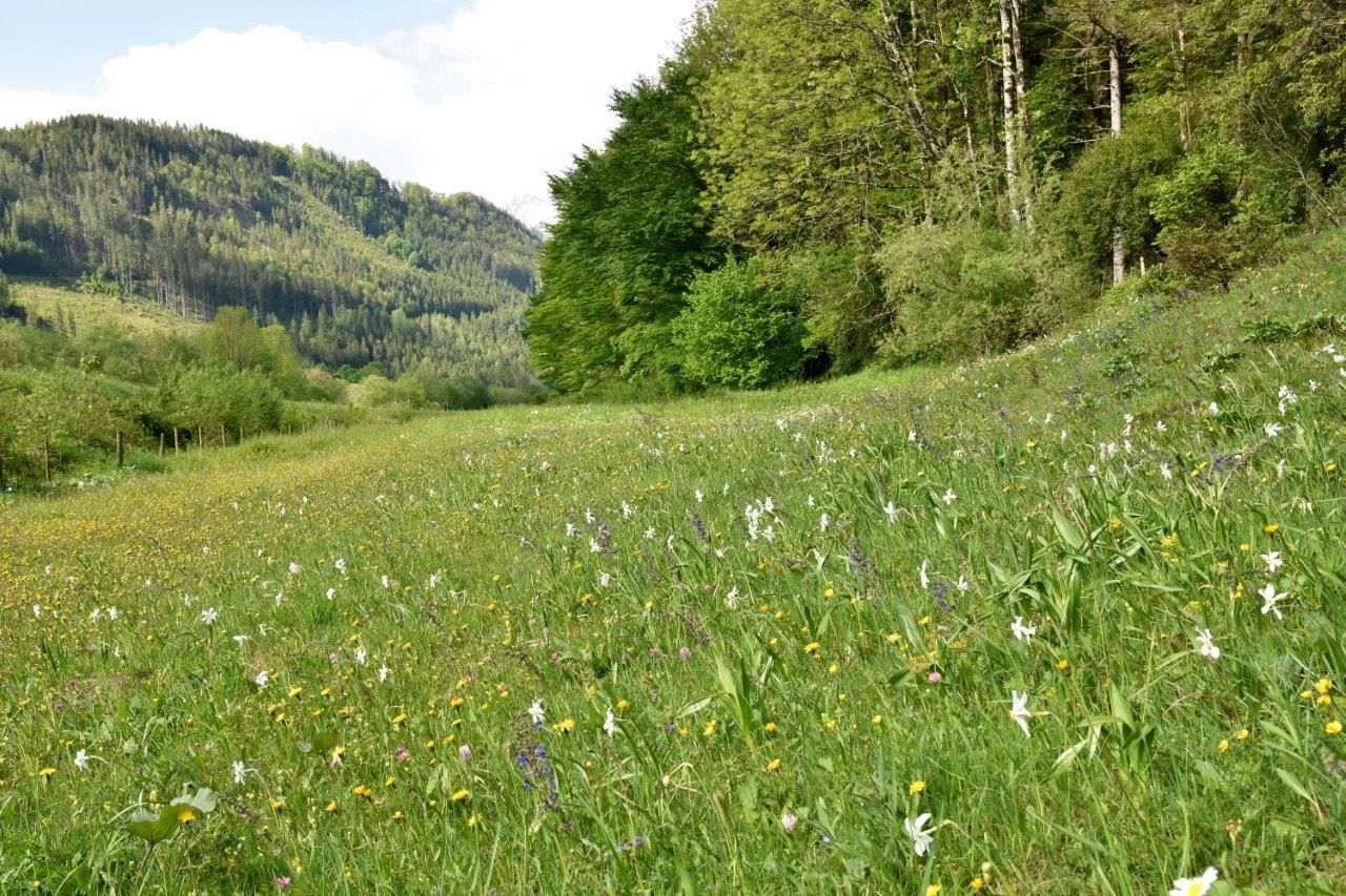 Schauwiese Fahrnlehen bei Hollenstein an der Ybbs