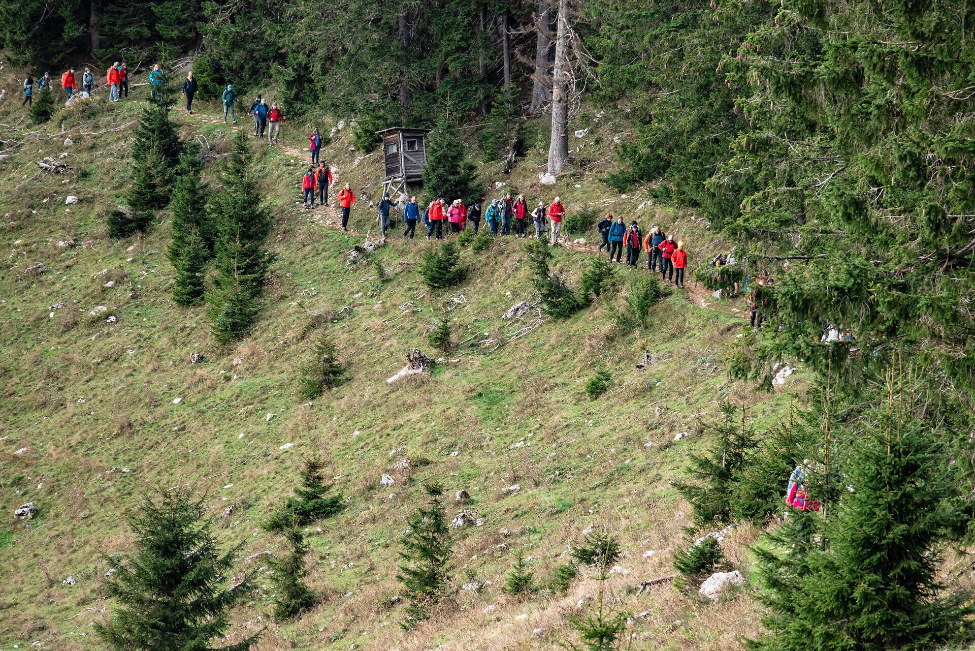 Eine Gruppe von Wanderern in leuchtenden Jacken schlängelt sich den sanften Hang hinunter, umgeben von der üppigen Natur der Ybbstaler Alpen. Die frische Bergluft und das sanfte Rascheln der Bäume schaffen eine einladende Atmosphäre für alle, die die Schönheit der Landschaft genießen möchten.