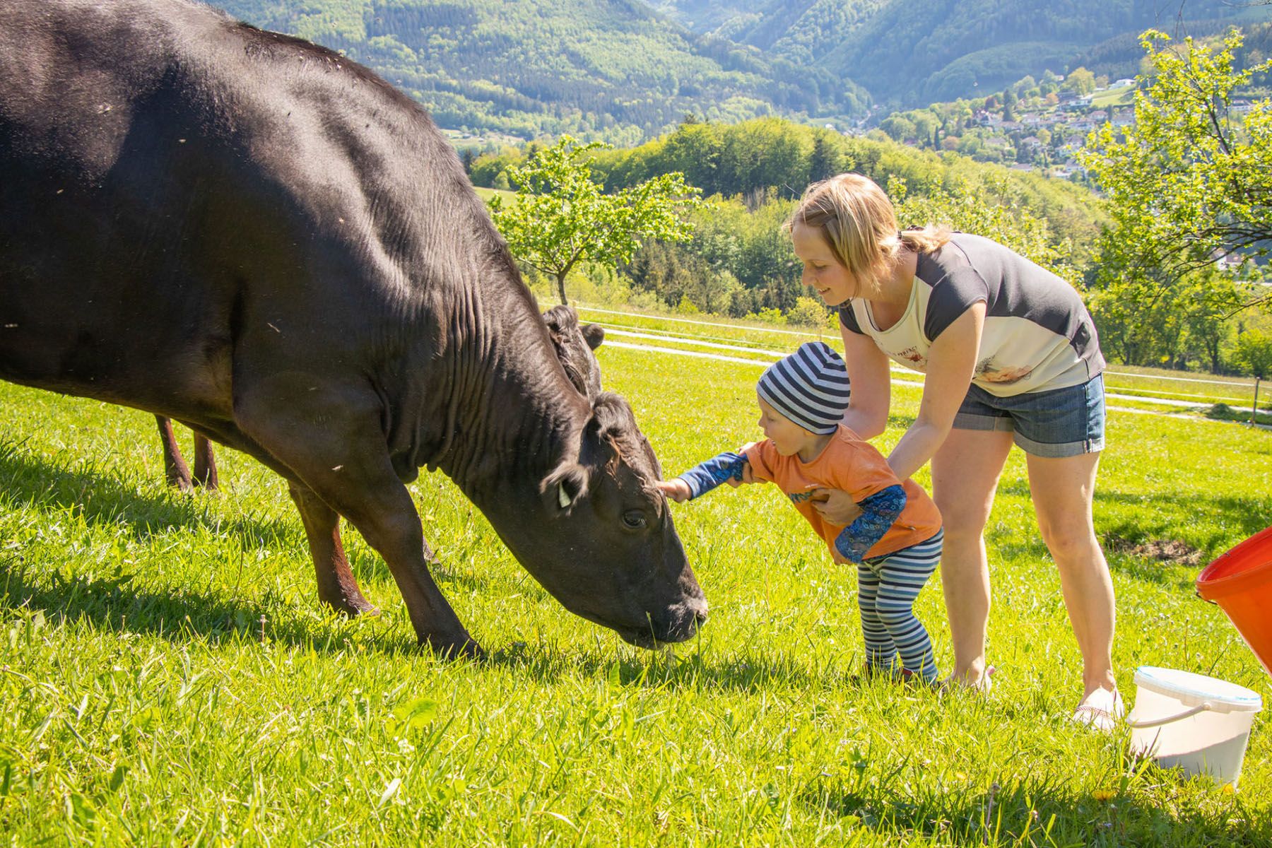 Wagyu-Rinder vom Biohof Zillach