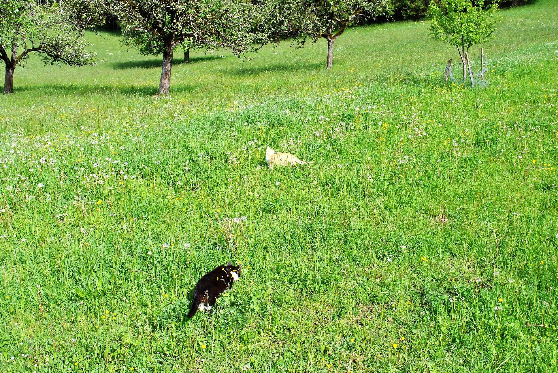 Die Katzen freuen sich auf Streicheleinheiten.
