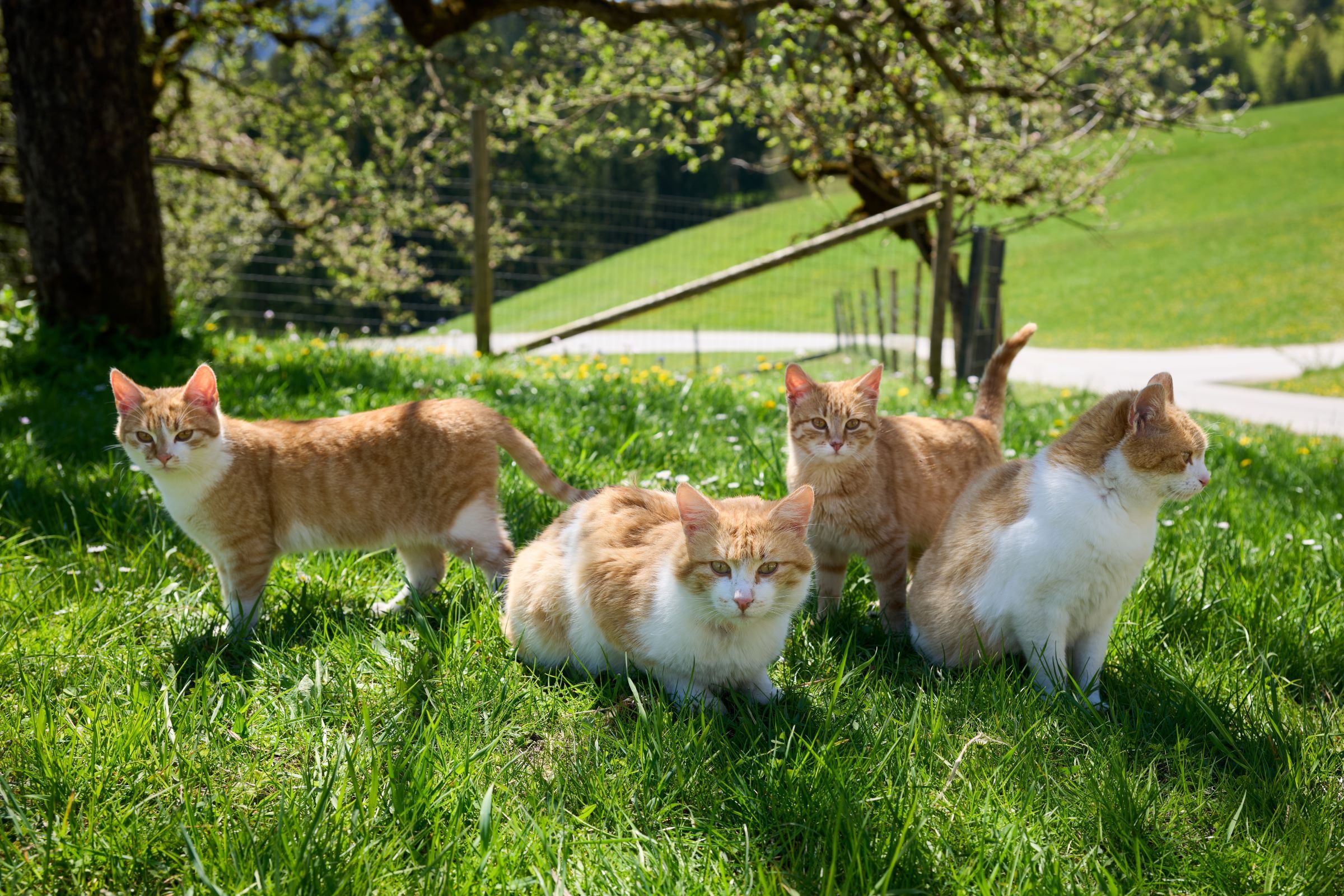 Vier rot-weiße Katzen sitzen und stehen auf einer grünen Wiese im Sonnenschein.