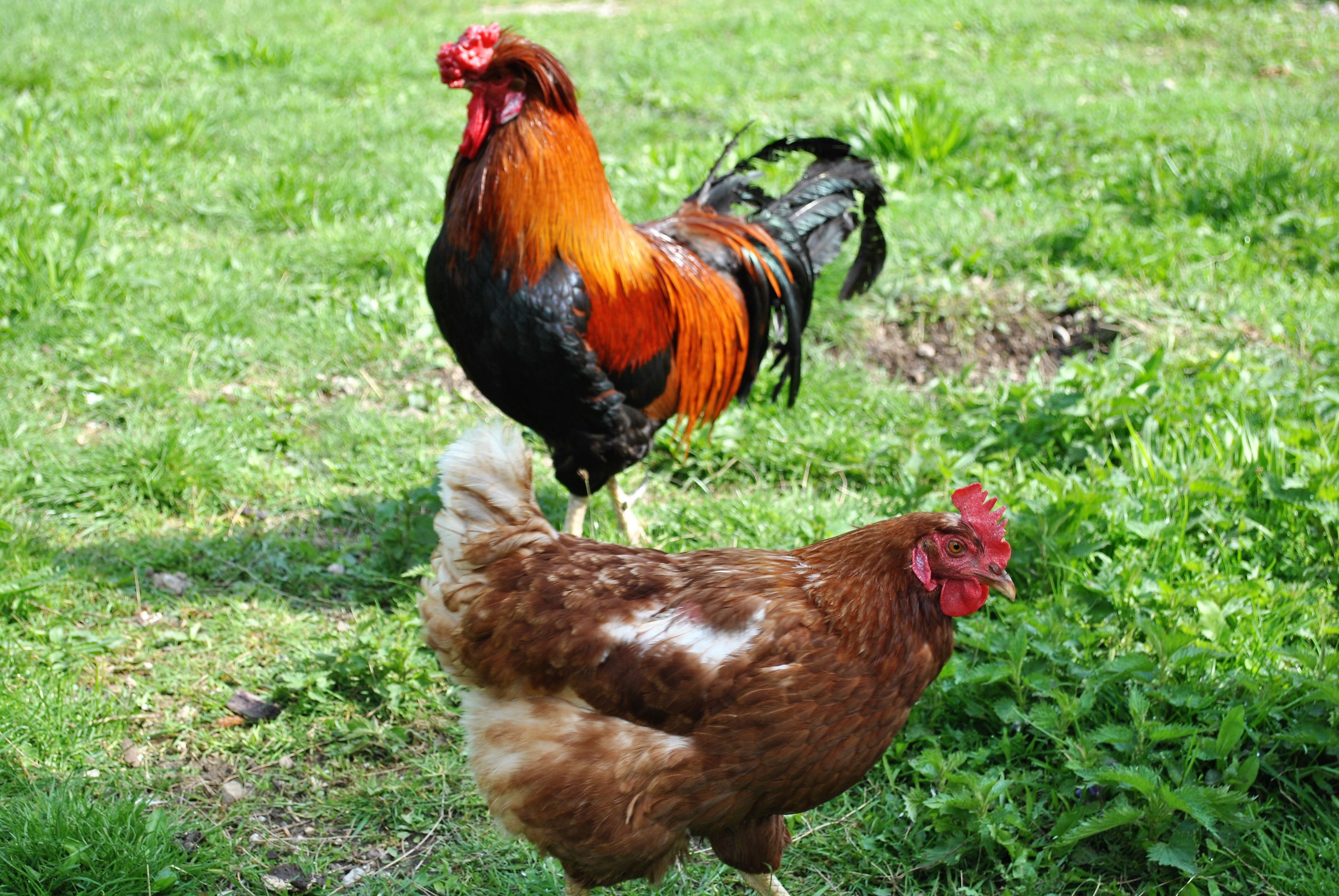 Hühner im Garten der Ferienwohnung Leitner