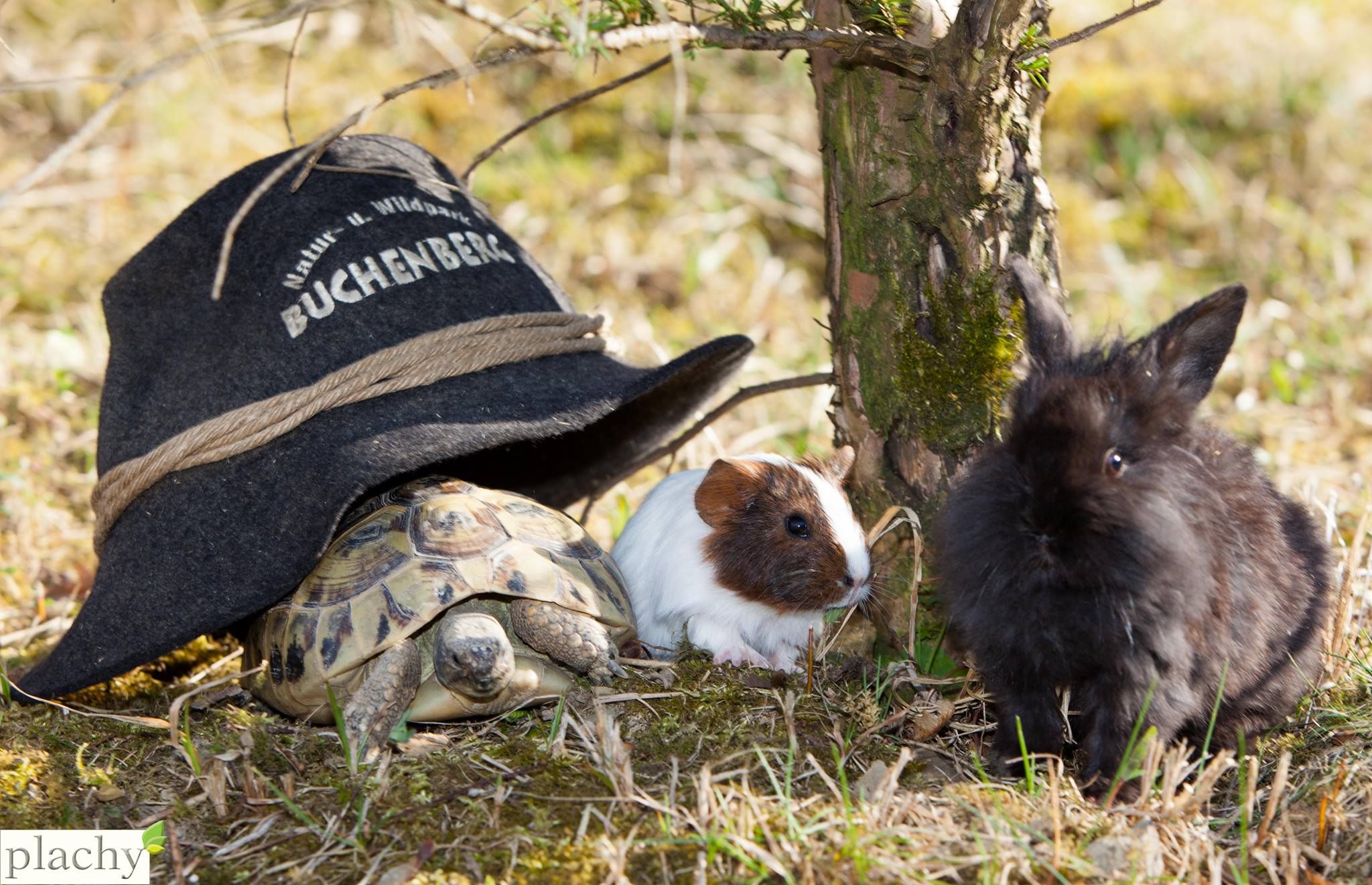 Eine Schildkröte, ein Meerschweinchen und ein Kaninchen neben einem Hut mit der Aufschrift 'Buchenberg'.