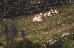 Kühe liegen auf einer Almwiese auf der Schwarzalm.