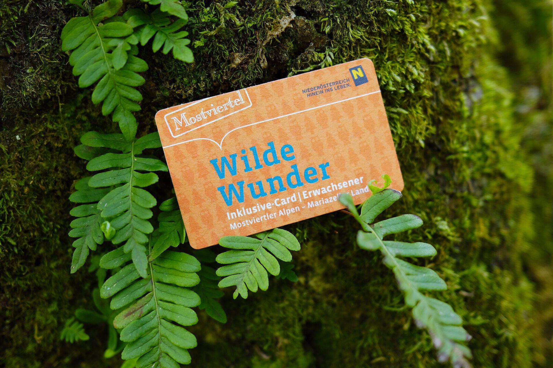Die Wilde Wunder Card öffnet die Türen zu unvergesslichen Abenteuern in der atemberaubenden Natur des Mostviertels. Umgeben von üppigem Grün und der frischen Luft der Berge, erleben Familien hier eine Vielzahl von Aktivitäten, die sowohl Spaß als auch Entspannung bieten. Entdecken Sie die Schönheit der Landschaft und genießen Sie die Vielfalt der Erlebnisse, die auf Sie warten.