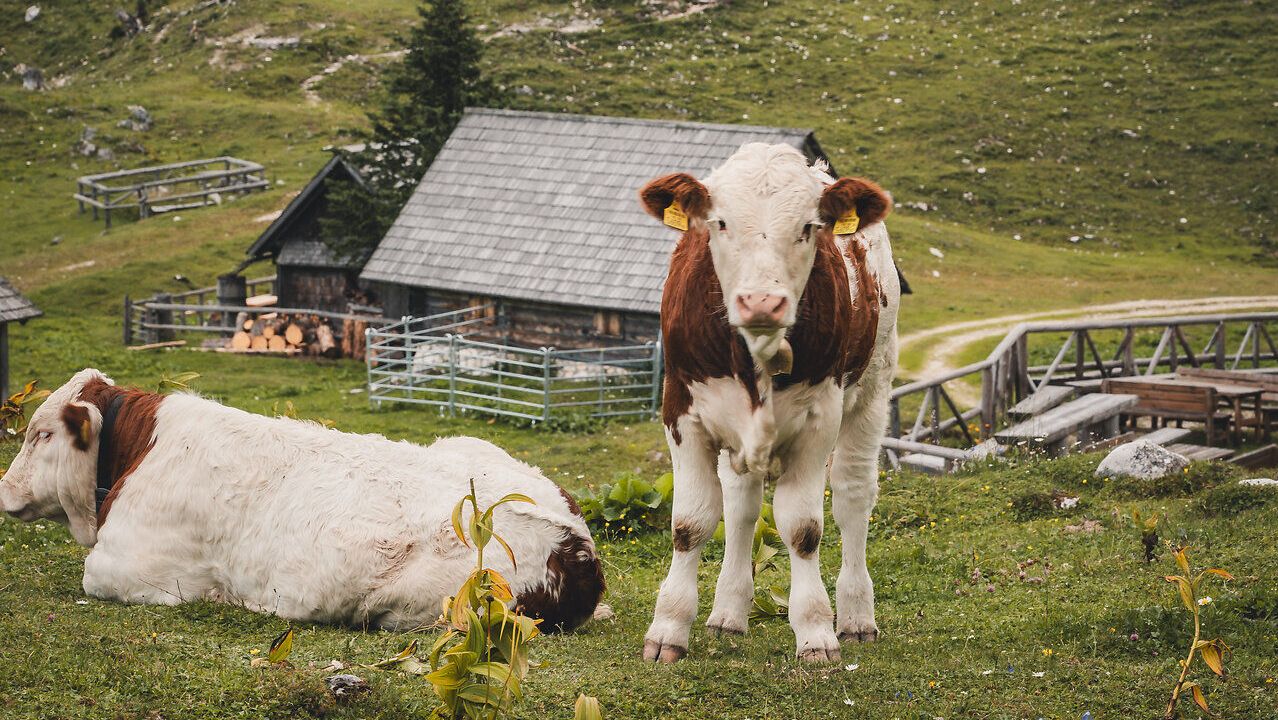 Weidende Kühe auf der Dürrensteinalm bei der Ybbstalerhütte.