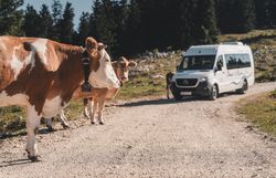 Kühe stehen auf einem Schotterweg, das Wandertaxi ist im Hintergrund zu sehen.