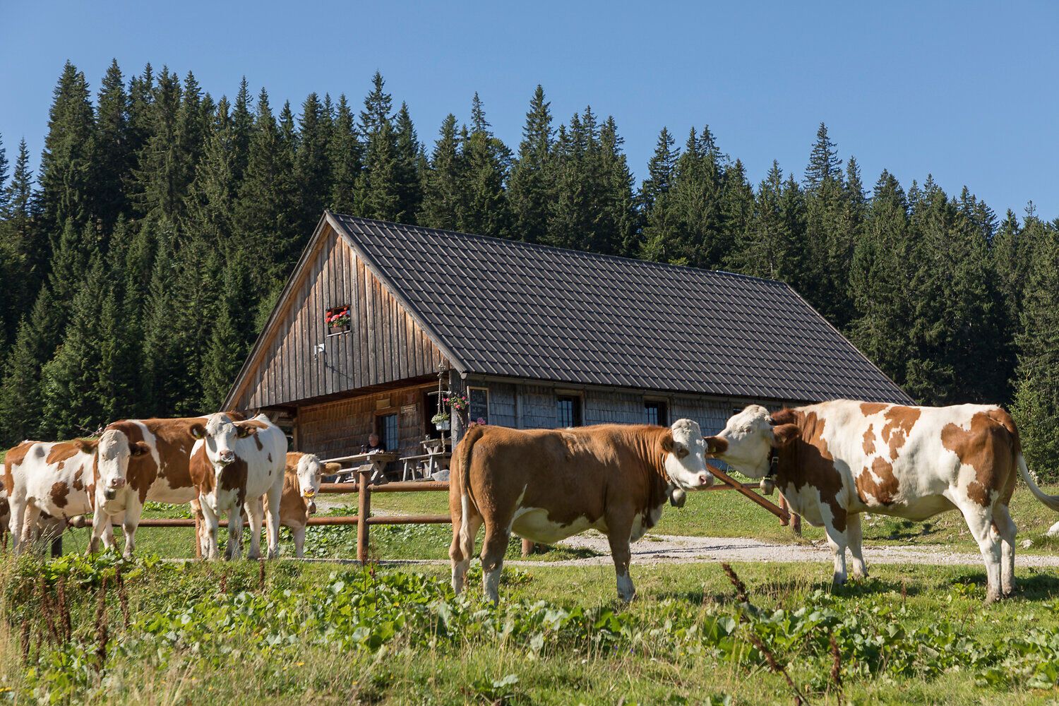 Die sanften Hügel der Ybbstaler Alpen laden zu einem unvergesslichen Wandererlebnis ein. Kühe grasen friedlich auf der saftigen Almwiese, während die klare Bergluft erfrischend und belebend wirkt. Hier, umgeben von majestätischen Wäldern, findet jeder Besucher Ruhe und Erholung.