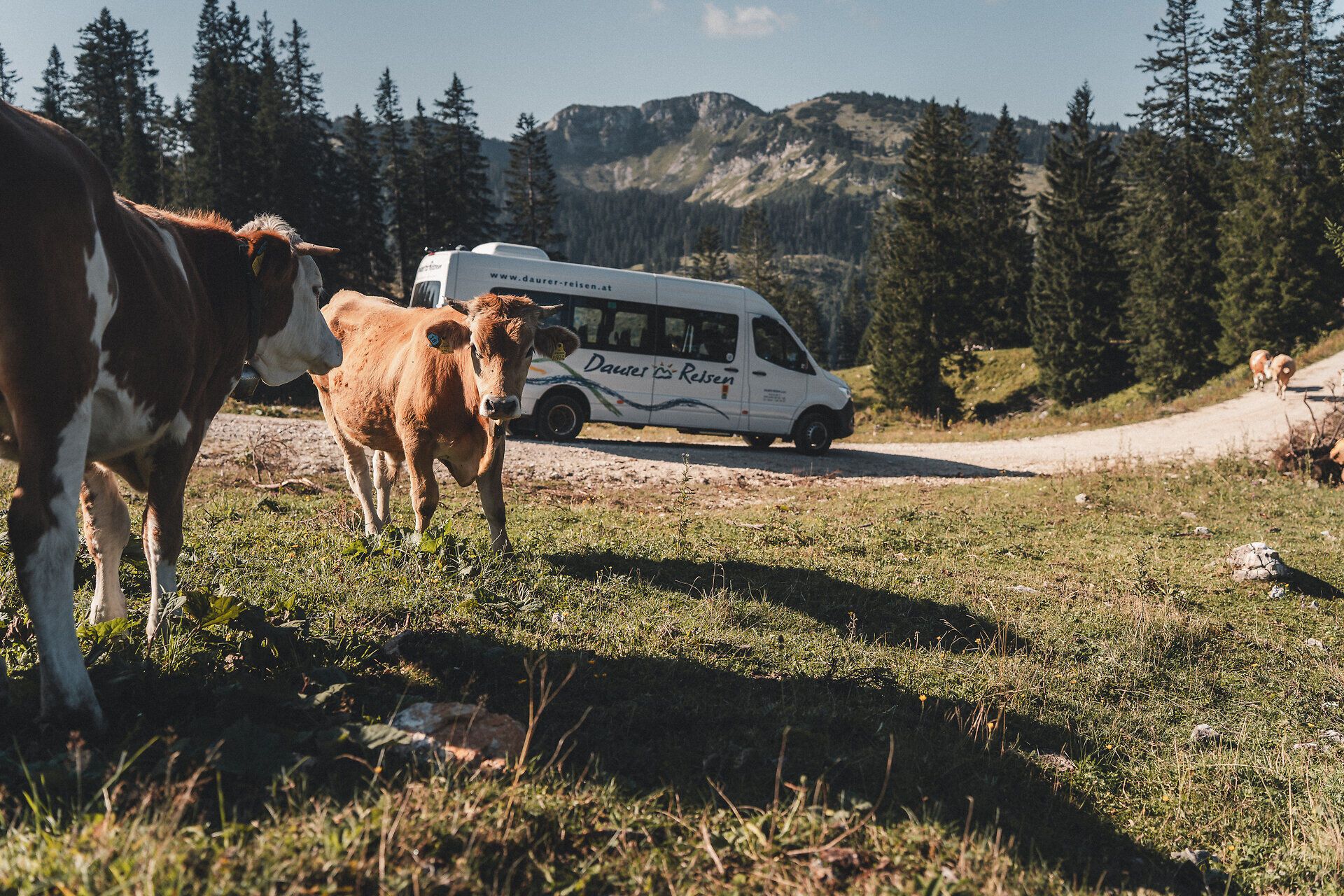Kühe auf saftiger Almwiese mit Wandertaxi im Hintergrund.
