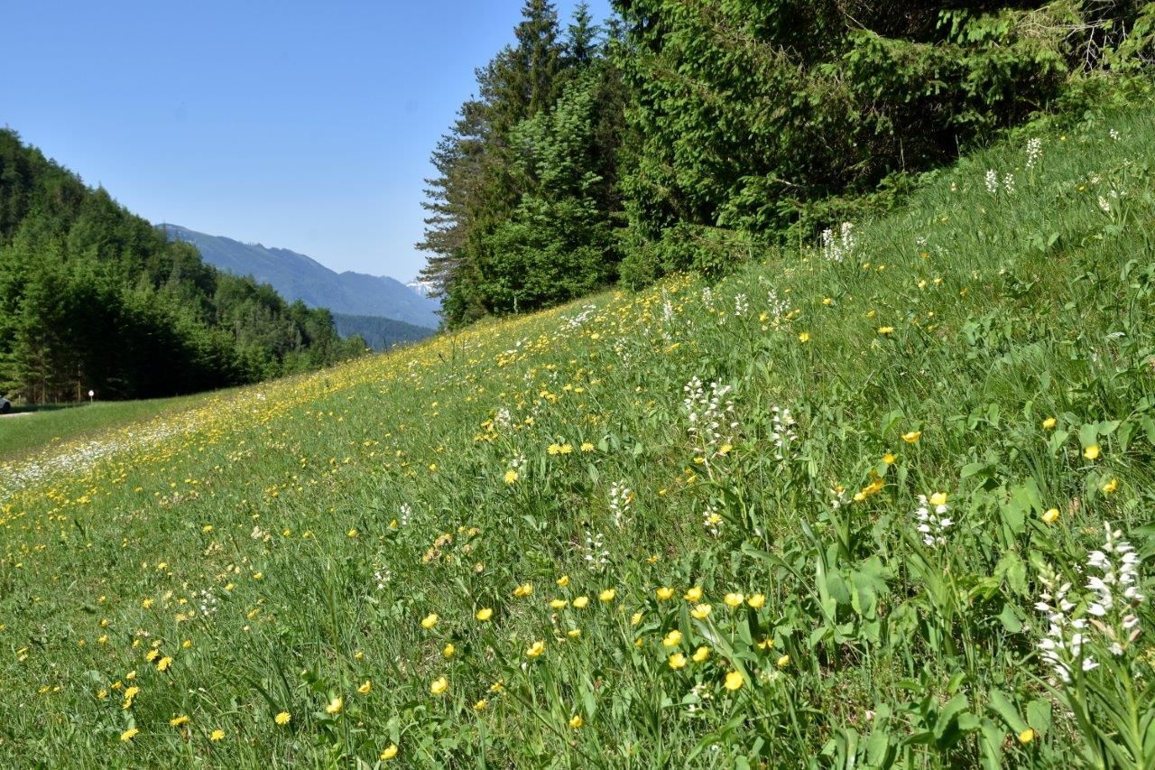 Schauwiese im Kothbergtal bei Lunz am See