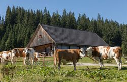 Die sanften Hügel der Ybbstaler Alpen laden zu einem unvergesslichen Wandererlebnis ein. Kühe grasen friedlich auf der saftigen Almwiese, während die klare Bergluft erfrischend und belebend wirkt. Hier, umgeben von majestätischen Wäldern, findet jeder Besucher Ruhe und Erholung.