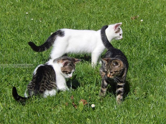 die Katzen freuen sich über Streicheleinheiten