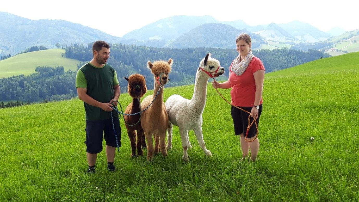Mit den Alpakas wandern