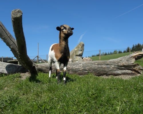 Kamerunschaf-Scheki