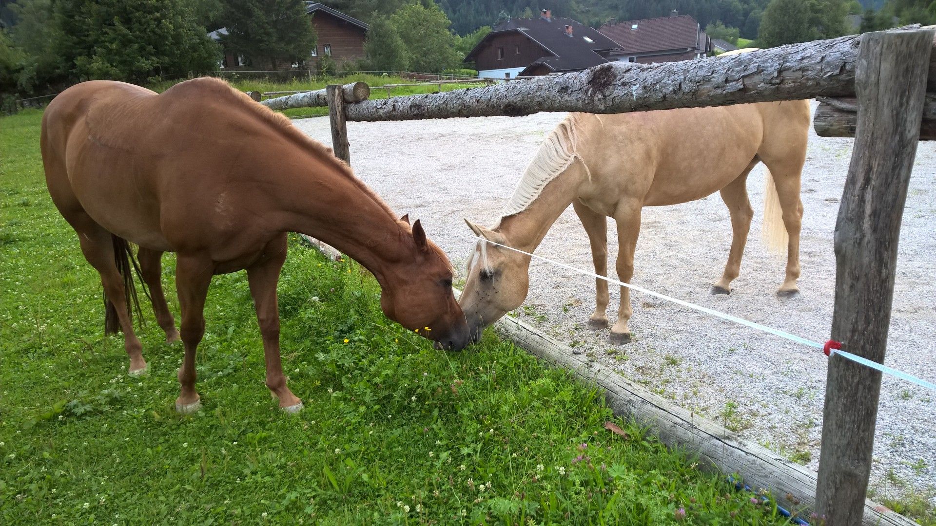 Pferde am Hof der Familie Schlögelhofer