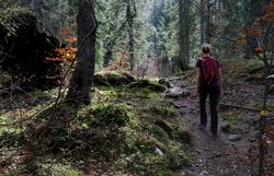 Pilgerin wandert auf schmalem Waldpfad.