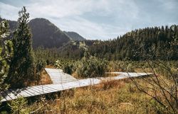 Ein sanfter Holzsteg schlängelt sich durch das goldene Gras des Hochmoors, umgeben von majestätischen Bergen und dichten Wäldern. Die frische, klare Luft und das Zwitschern der Vögel laden dazu ein, die Schönheit der Natur in vollen Zügen zu genießen. Hier, wo die Stille der Berge auf die lebendige Flora trifft, wird jeder Schritt zu einem unvergesslichen Erlebnis.