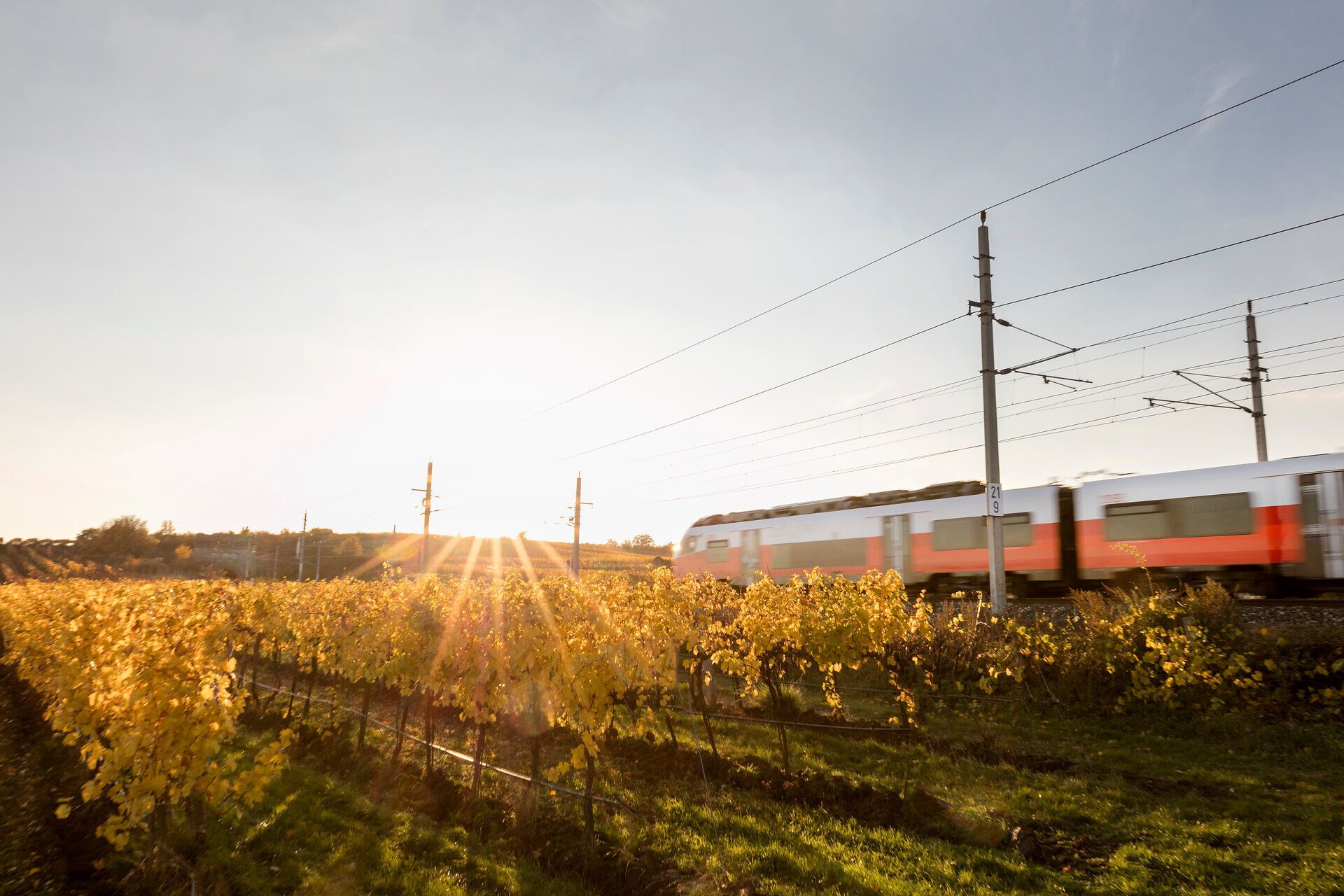 Die sanften Hügel der Weinregion erstrahlen im goldenen Licht der Abendsonne, während ein Zug gemächlich vorbei rauscht. Die Reben, in leuchtendem Gelb, laden dazu ein, die Schönheit der Natur zu genießen und die frische Luft zu atmen. Ein perfekter Moment für eine entspannte Zugfahrt durch die malerische Landschaft.