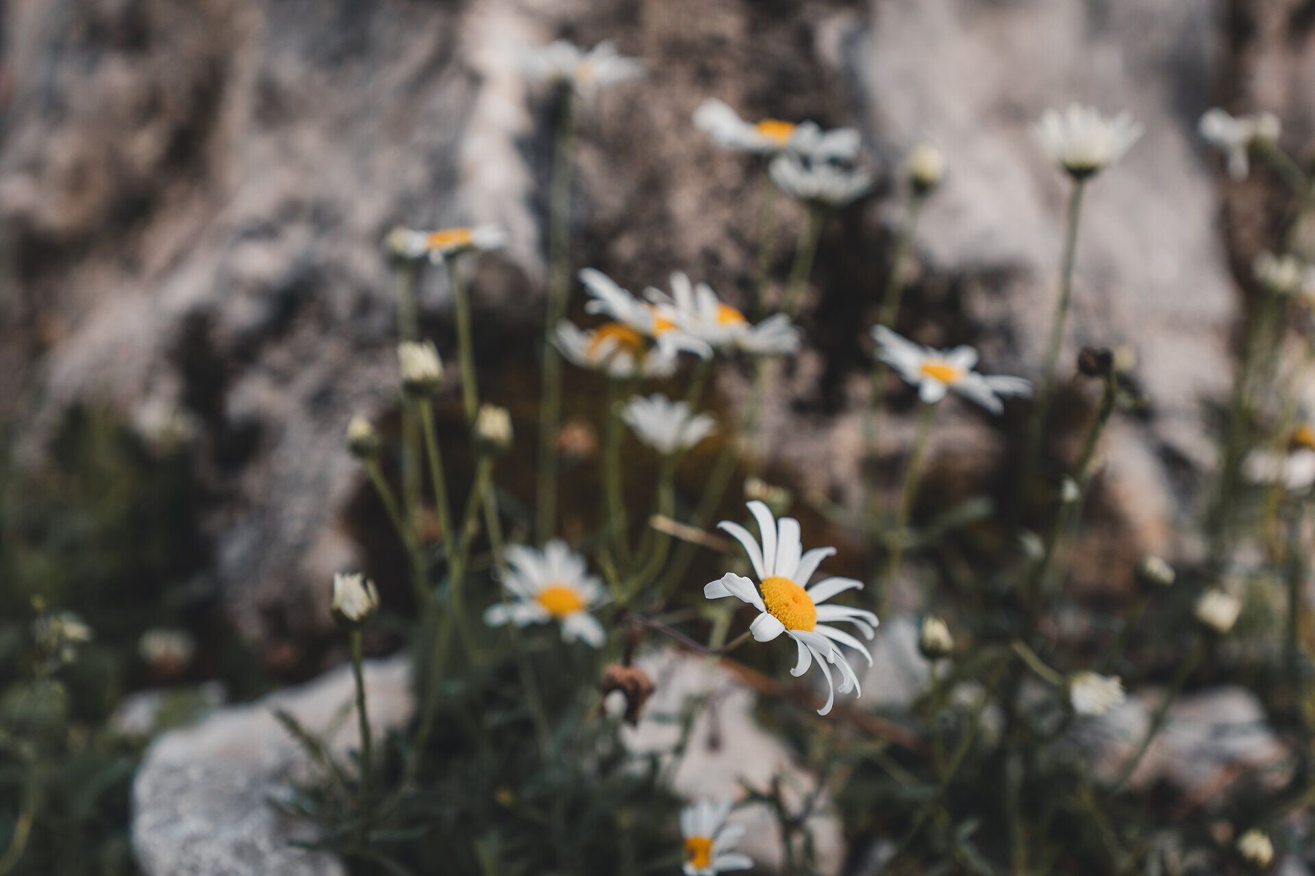Detailaufnahme mehrerer Almenwiesenblumen.