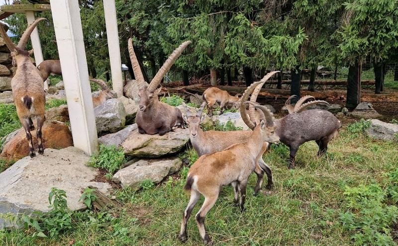 Wildpark Hochrieß - nur 35 Min. vom Happy Nest entfernt und immer eine Reise wert.