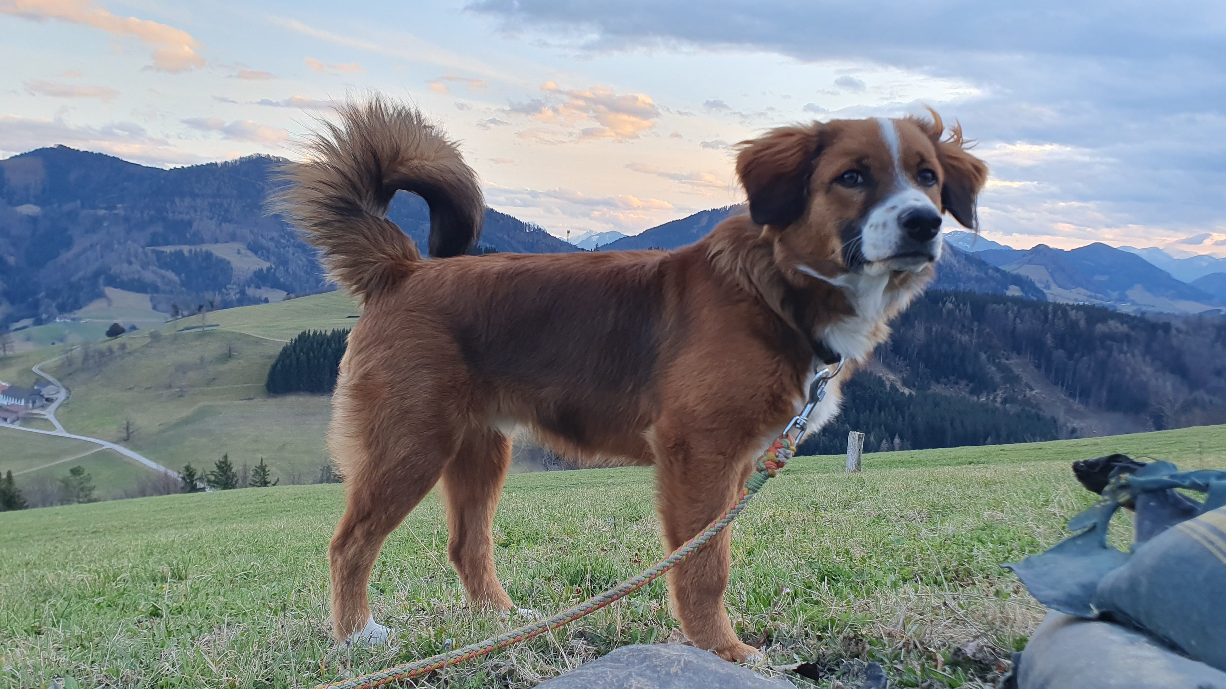 Haushund - Nico