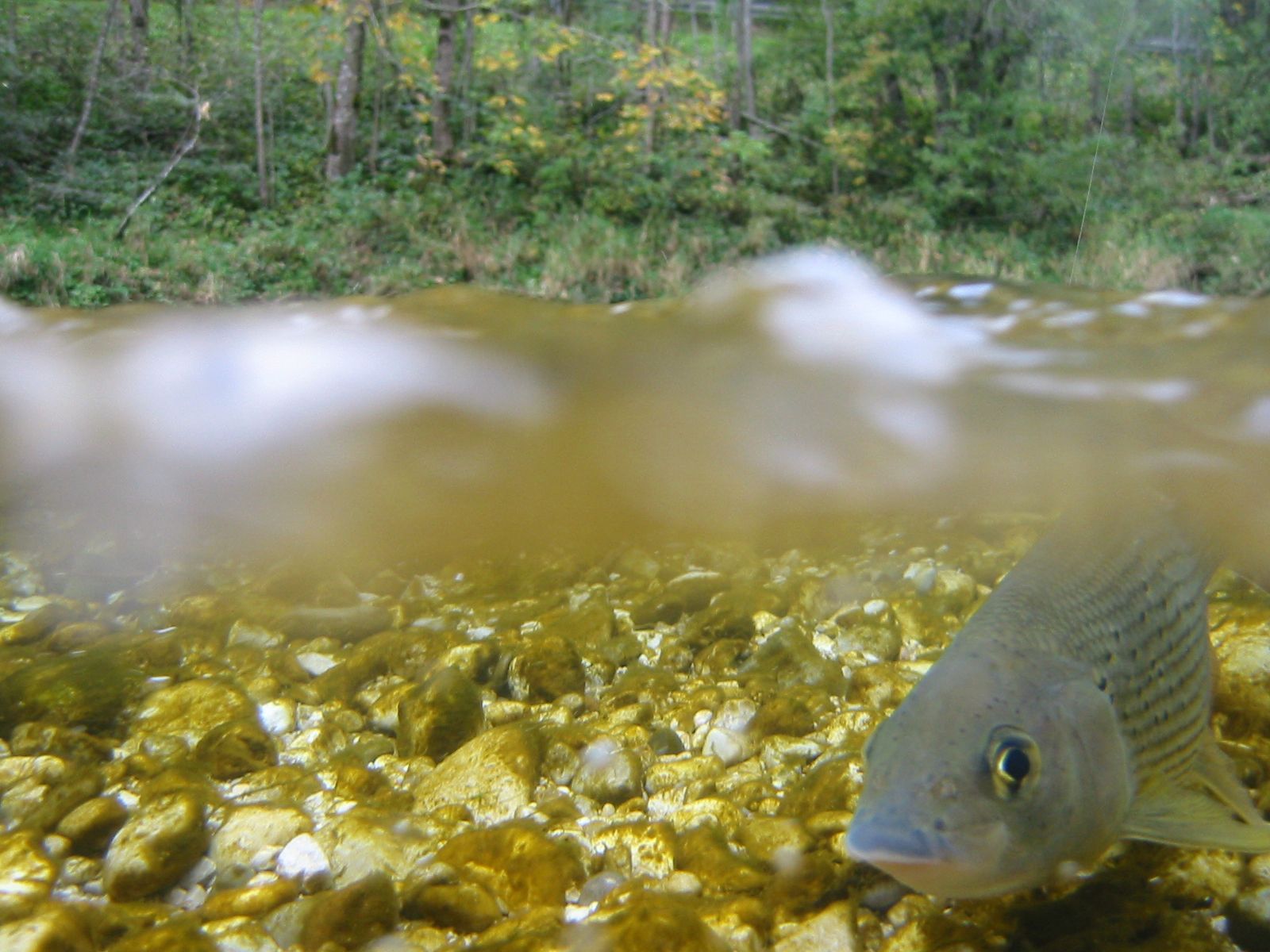 Fischen in den Ybbstaler Alpen