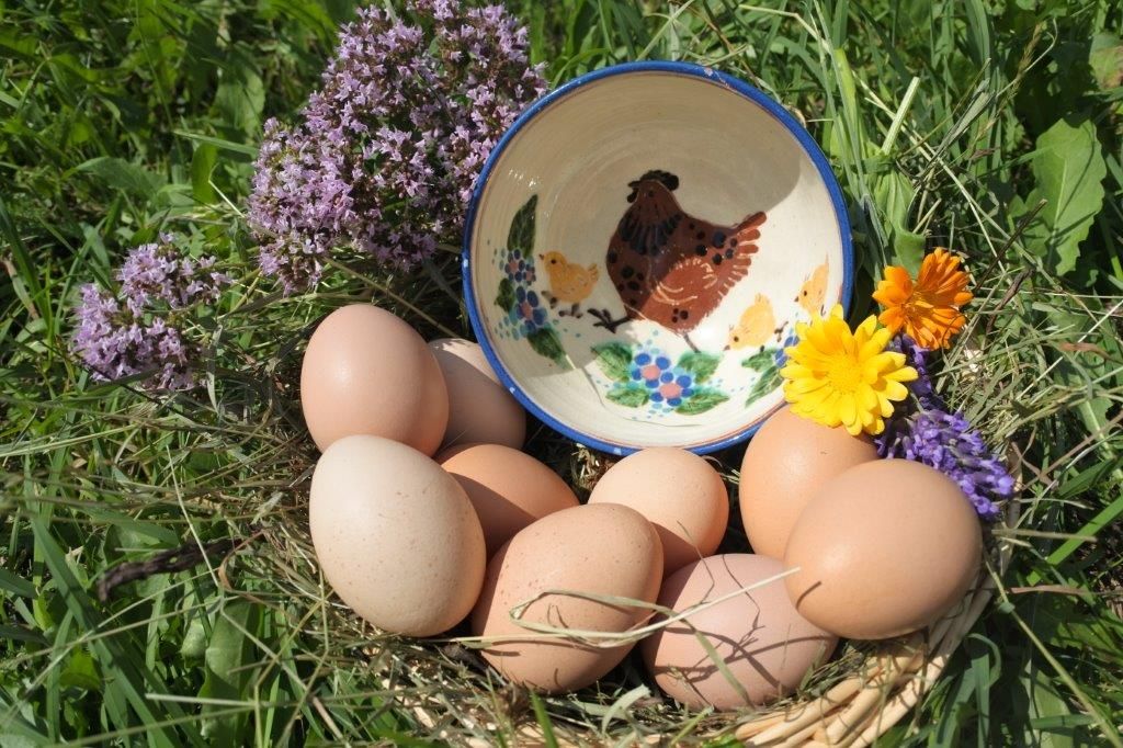 Eier vom Biohof