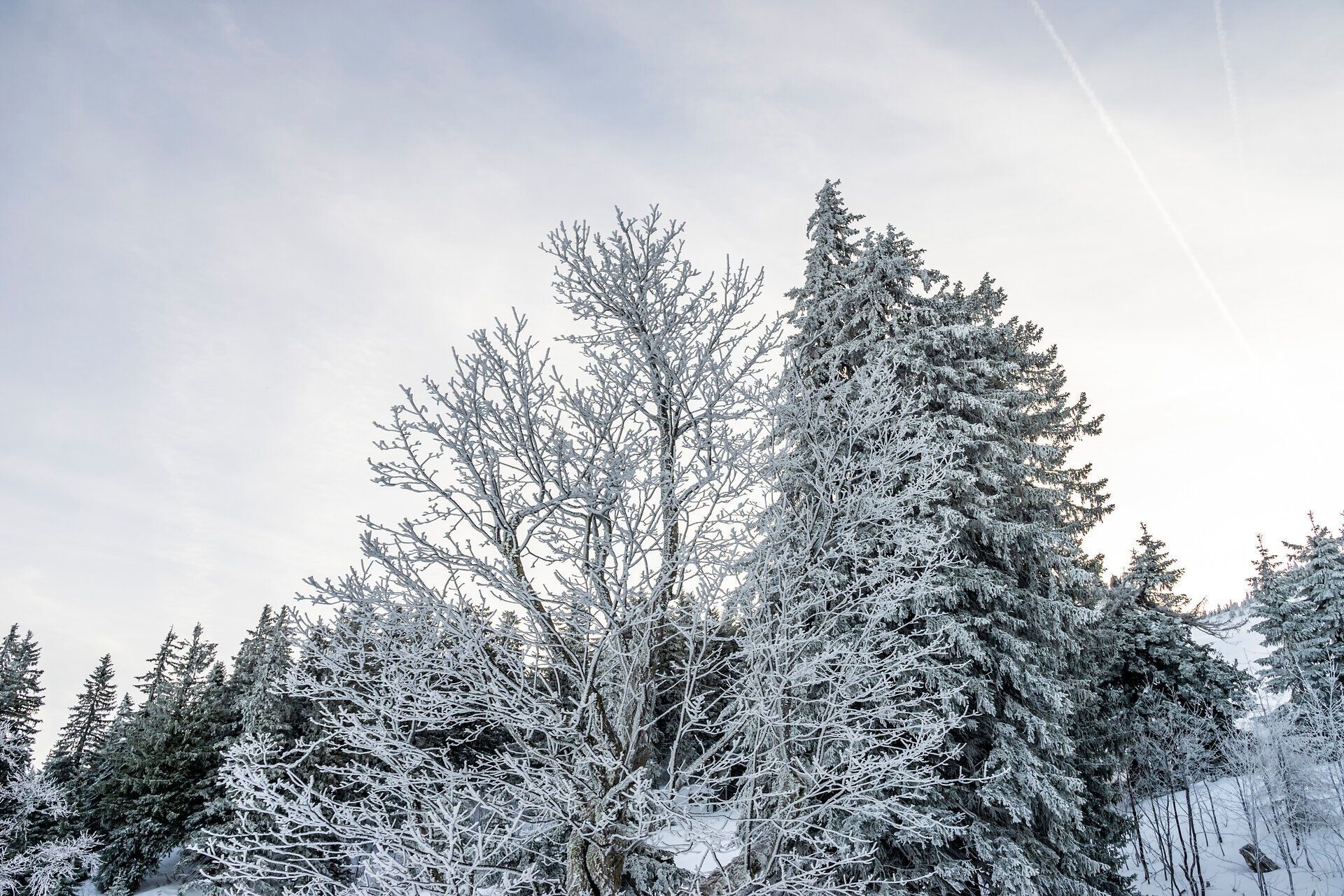 Morgenskifahren am Ötscher in Lackenhof im Mostviertel.