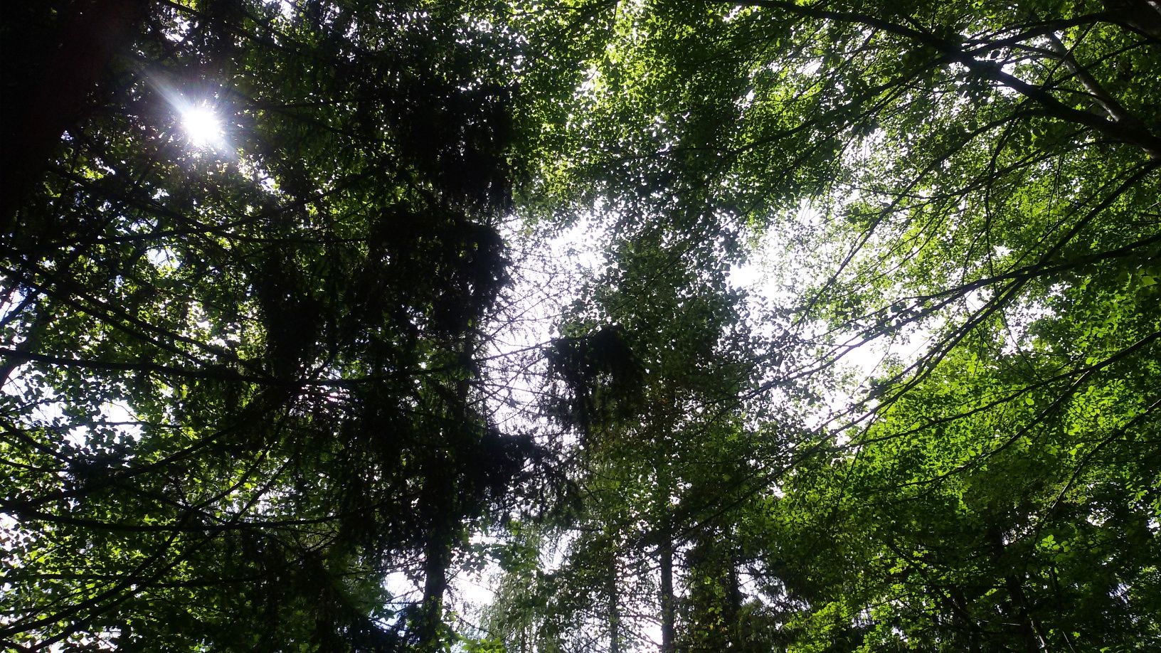 Durch den Wald