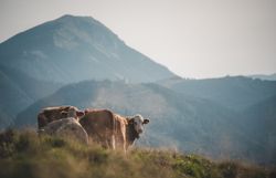 Almweide mit Kühen und Blick auf die Berglandschaft der Ybbstaler Alpen.