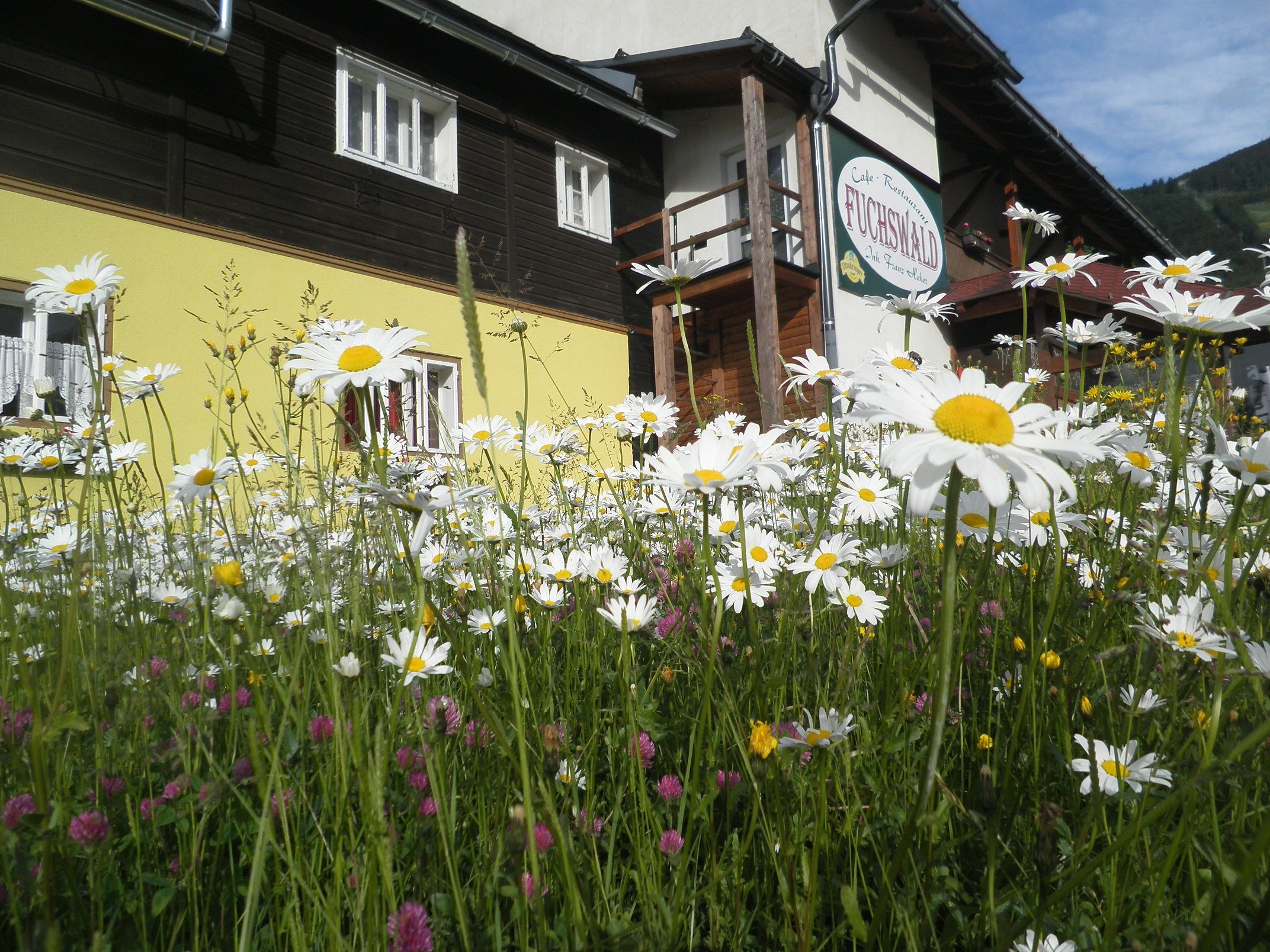 Natur pur – wir leben Natur und bei uns blühen Blumen noch vor dem Haus