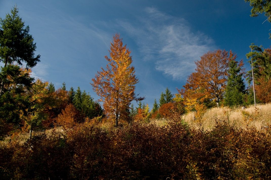 Höhenrückenweg