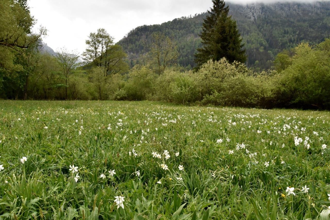 Schauwiese Wassercluster bei Lunz am See